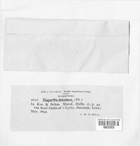 Diaporthe decedens image